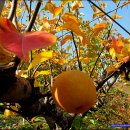 쇠골농장 이미지