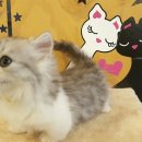 Premium 먼치킨 이미지