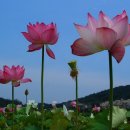 홍연농장 이미지