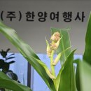 하나비즈여행사 네이버블로그