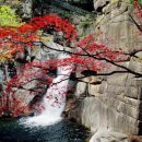 무릉이가 이미지