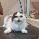 복기애견