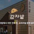 감자밭 이미지