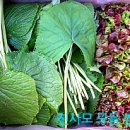 곤달비