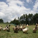 기원목장 이미지