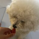 강아지랑 고양이 | 내돈내산 뽀뽀제과 동결건조 강아지,고양이 간식 후기