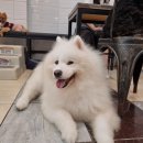 아지트 | 부산 애견카페 남포아지트 후기