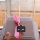 늘솜케이크 이미지