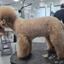 프로펫애견종합전문교육원