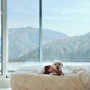 수목가든 | 가평 애견동반펜션 스테이수목 개별수영장 마운틴뷰 숙소 후기