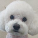 이향애견살롱 이미지