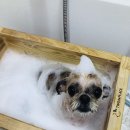꼬몽그루밍 네이버블로그