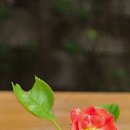 화온