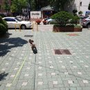 도그에이드 이미지