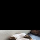 제갈견 동물병원 이미지