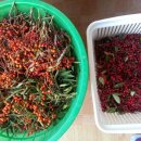 청마조경 이미지
