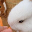 한숲농장 이미지