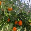 서촌농장 이미지