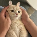 딩가딩가 이미지