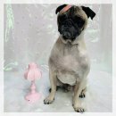 댕겨올개 | 연산동 물만골역 애견미용 댕겨올개 퍼그 미용 후기