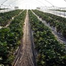 엄마농장 이미지