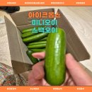 미니 축산 | [건강간식 추천] 아이오크롭스미니오이 미니오이1KG 아삭한 스낵오이 후기💚