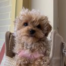 봉이네 애견미용 이미지