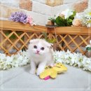 야옹아멍멍해봐(주월점) 이미지