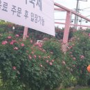 북촌초등학교 | 제주도 조천읍 예쁜장미 천지 북촌에가면 카페