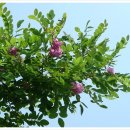 5월 4일 꽃아까시나무 (Rose-acacia) 이미지