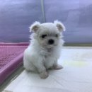 멍멍클럽 이미지