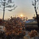 금산식품 | 금산 추어명장 솔직 후기, 봄철 기력 회복에 진짜 효과 있을까? 추어 효능·부작용 총정리”