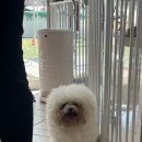 강아지를 부탁해 이미지