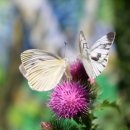 나비야놀자 이미지