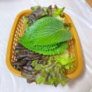 광안리 서씨횟집《활어회》민락어패류 시장; 부산 광안리 민락 횟집(감성돔, 밀치)