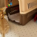 수원화성오산축산업협동조합 | 수원고양이파양 신뢰할 수 있는 보호소 찾으세요?(동탄,오산,화성)