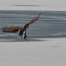 오리사냥 이미지