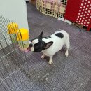 미담애견샵 이미지