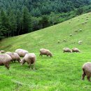 하늘목장 이미지