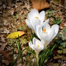 crocus 이미지