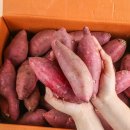 고구마
