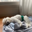 배곧도담동물병원 이미지