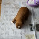 이모네 강아지 이미지