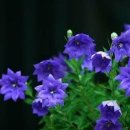 김인숙 농장 이미지