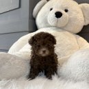 내 품안의 반려견 | 신림애견샵 여기 추천드려요!