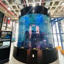 해양곰장어 | 여수 실내 여행지 가볼 만한 곳 추천 전남해양수산과학관 관람시간