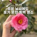상창리-4 | 제주동백 명소 카멜리아힐 :: 추운 날씨에도 포기 몬해!