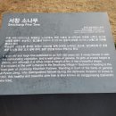 서창 소나무 이미지