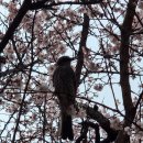 대평중학교(정자동) 이미지