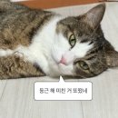 차걸신